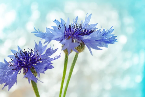 Cornflower fondo claro con hermoso bokeh de cerca. Flores florecientes hermosas. Enfoque discreto. — Foto de Stock