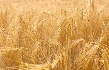 Buğday tarlası ekinleri. Altın buğday kulakları ya da arpa hasat geçmişi. Buğday tarlası çiftliği - olgunlaşmış tahıllar, kepek, tarım. Organik gıda konsepti. Kırsal alan, sarı çavdar kamışı yazın büyür.