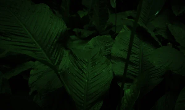 Tropical green leaves on a dark background. Tropical background for design.