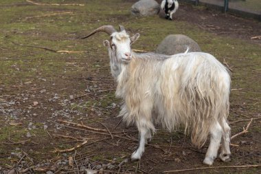 Goat with long fur looks back while grazing in a grassy field.