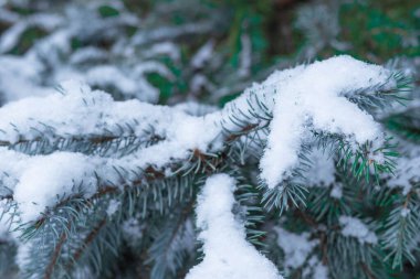 Evergreen dalları sakin bir ormanda taze karla kaplıdır..
