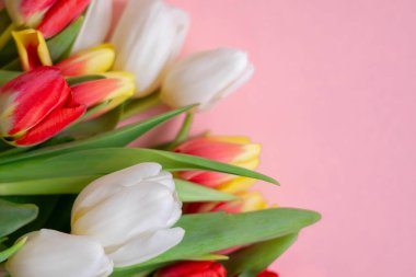 Pembe bir yüzey üzerinde beyaz, kırmızı ve sarı renkli laleler koleksiyonu..