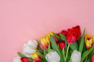 Çeşitli renklerdeki parlak laleler yeşil yapraklı pembe bir yüzeye yerleştirilir.