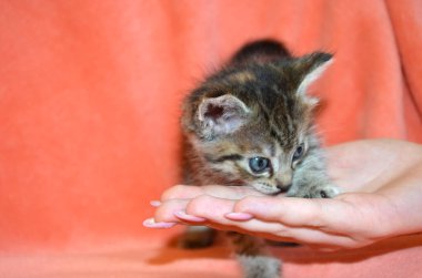 Gri kedi bir palonun üzerinde duruyor..