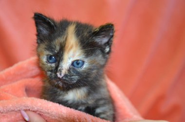 Pembe bir battaniyenin üzerinde güzel bir kedi yavrusu.