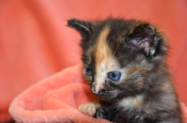 Pembe bir battaniyenin üzerinde meraklı bir kedi yavrusu..