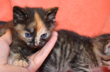 Elinin yanında sevimli siyah kedi yavrusu.