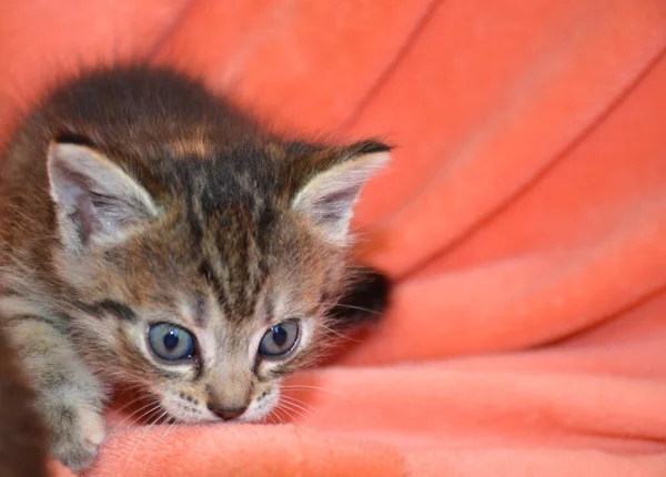 Stock image cute gray kitten on a pink plaid.