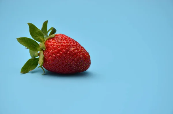 Eine frisch gepflückte Erdbeere auf blauem Hintergrund. — Stockfoto