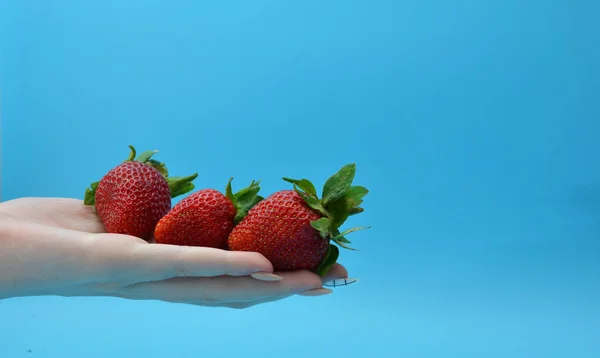 Frau mit frischen Erdbeeren der Saison in der Hand, Nahaufnahme. — Stockfoto