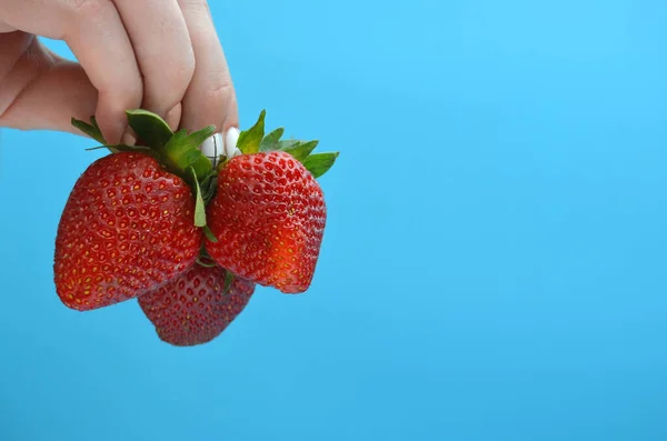 Eine weibliche Hand hält eine Erdbeere auf blauem Hintergrund. — Stockfoto