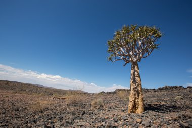 Titreme ağaç balık River Canyon Namibya