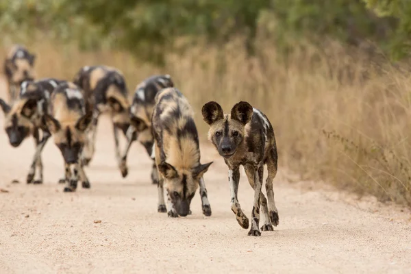 African Wild Dog pack Kruger Park Sud Africa — Foto Stock