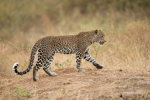 African Leopard a piedi Kruger Park Sud Africa — Foto Stock