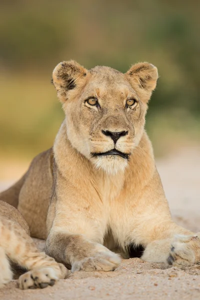Retrato de leoa africana Kruger Park África do Sul — Fotografia de Stock
