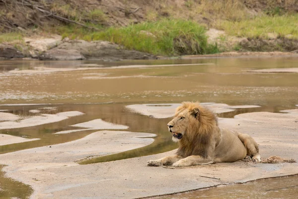 Mężczyzna lwa afrykańskiego w rzece łóżko Kruger Park RPA — Zdjęcie stockowe