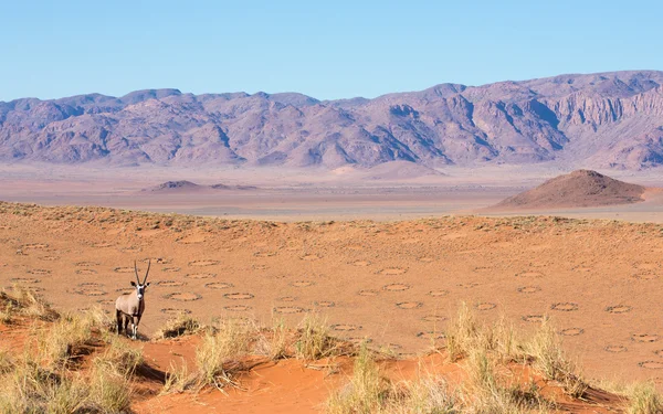 Mężczyzna Oryx Namib Rand rezerwy Namibii — Zdjęcie stockowe