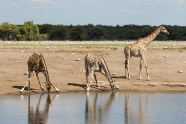 Etkin Namibya üç Afrika zürafa içme su