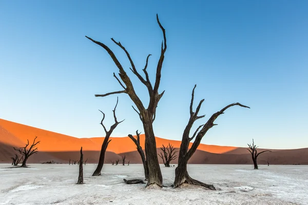 Deadvlei táj Namíbia — Stock Fotó