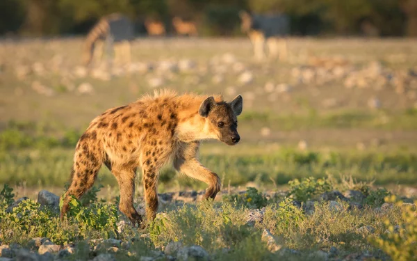 Una iena maculata che cammina Etosha Namibia — Foto Stock