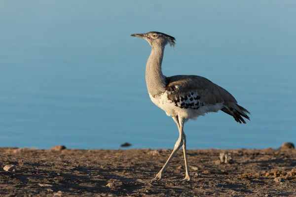 Ένα Bustard ΚΟΡΗ περπάτημα Etosha Nambia — Φωτογραφία Αρχείου