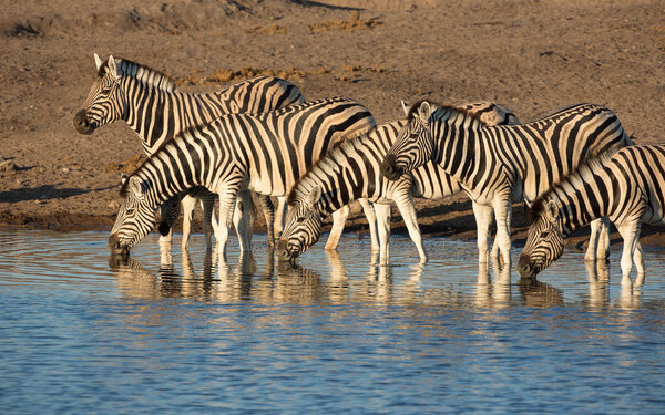 Herd of zebra drinking at sunset in Etosha in Namibia