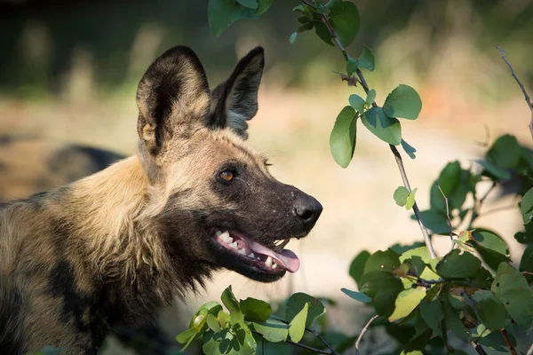 Afrikanischer wilder hund im mopani kruger park südafrika — Stockfoto