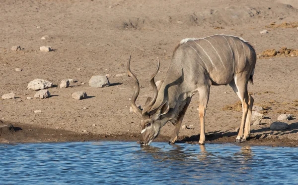 Jeden větší Kudu pití Etosha Namibie — Stock fotografie