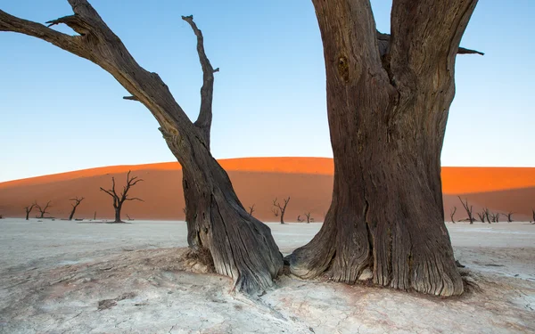 Deadvlei dűnés tájon Sossusvlei Namíbia — Stock Fotó