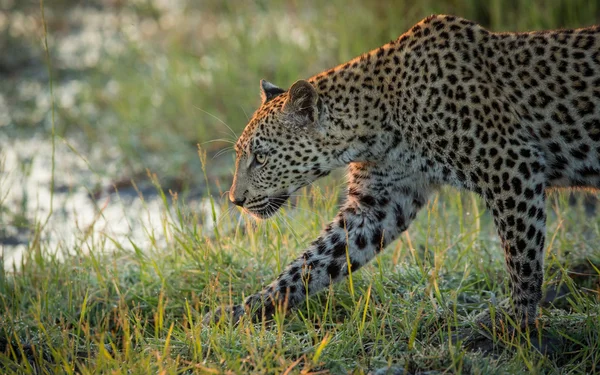 Um leopardo africano adulto caminhando Etosha Namíbia — Fotografia de Stock