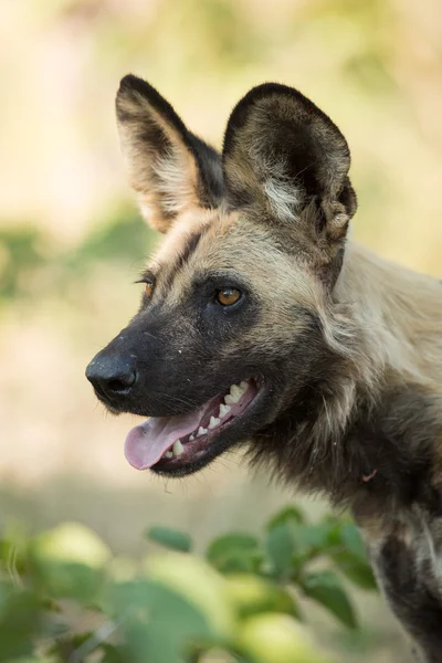 Ein afrikanischer wilder Hund Portrait etosha namibia — Stockfoto