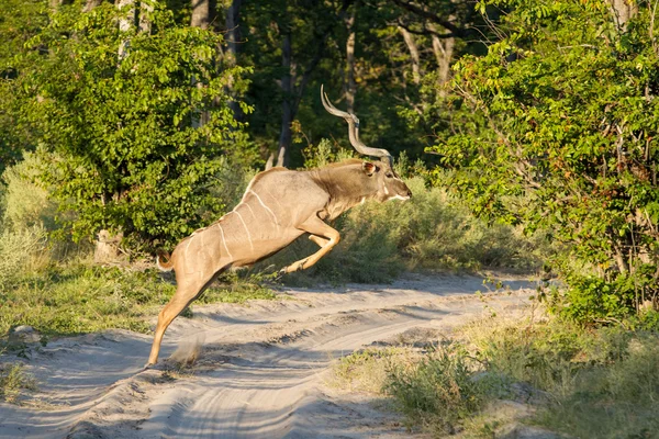 Größere kudu männliche Springen etosha namibia — Stockfoto