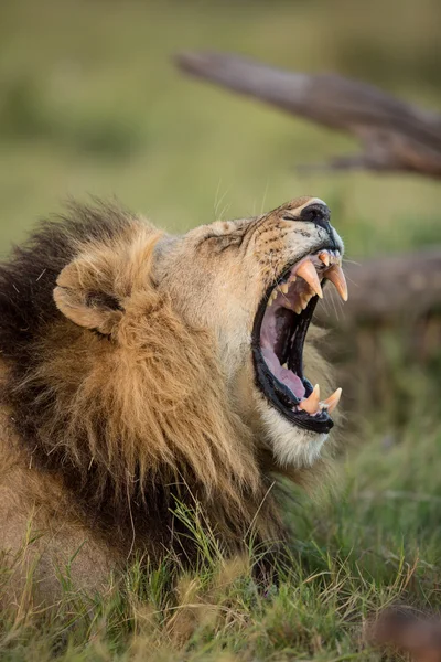 Leão Africano bocejando Etosha Namíbia — Fotografia de Stock