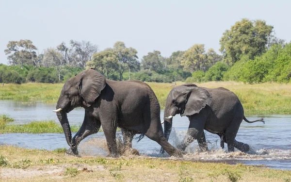 两个非洲大象运行纳米比亚埃托沙 — 图库照片