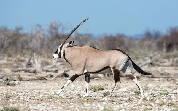 Um Oryx andando Etosha Namíbia — Fotografia de Stock