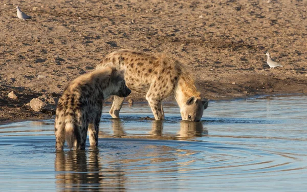 Dva Hyaenas pitné vody Etosha Namibie — Stock fotografie