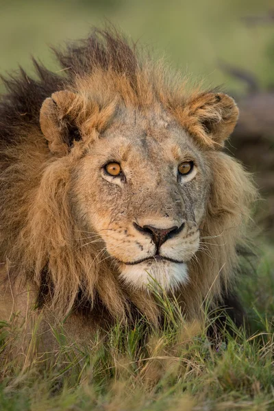 Afryki lew mężczyzna portret Etosha Namibia — Zdjęcie stockowe