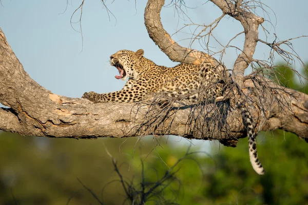 Afrikanischer Leopard in Baum gähnt etosha namibia — Stockfoto