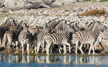 Su kenarında etkin Namibya Zebra sürüsü
