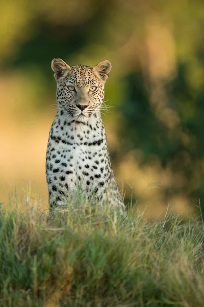 Afrikai leopárd ül riasztási Etosha Namíbia — Stock Fotó