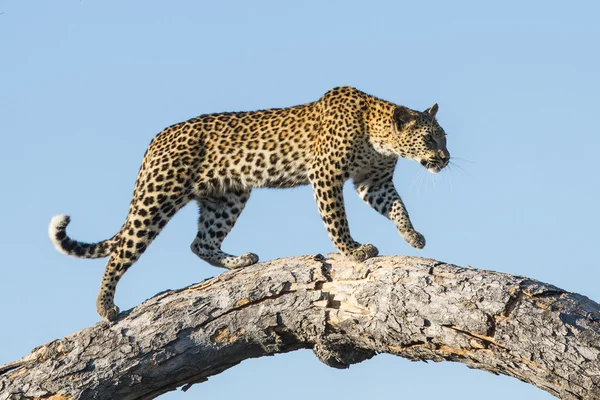 Afrikai leopárd sétál fa Etosha Namíbia — Stock Fotó