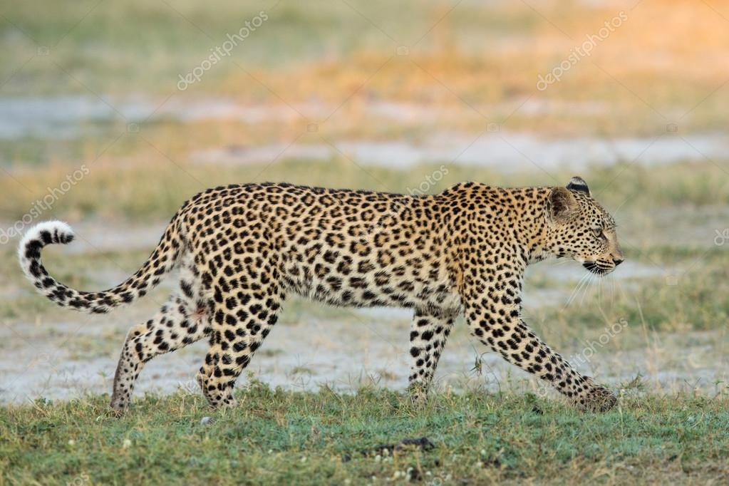 D Leopard in Etosha 3 Ansichtskarte Namibia Afrika 