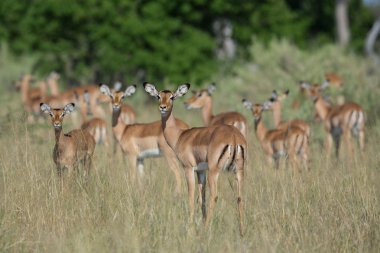 Impala kadın sürüyü etkin Namibya
