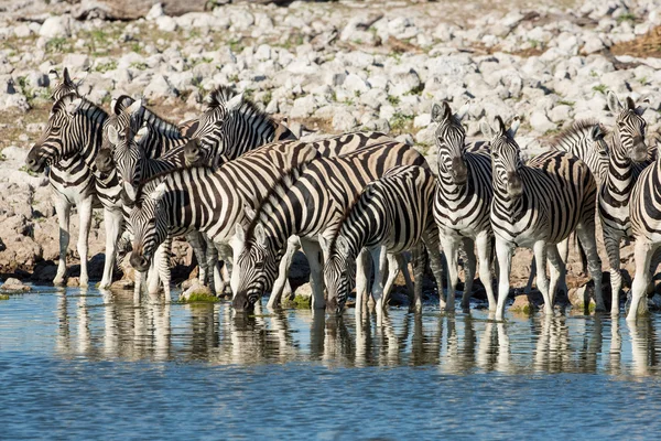 Manada de cebra agua potable Etosha Namibia — Foto de Stock