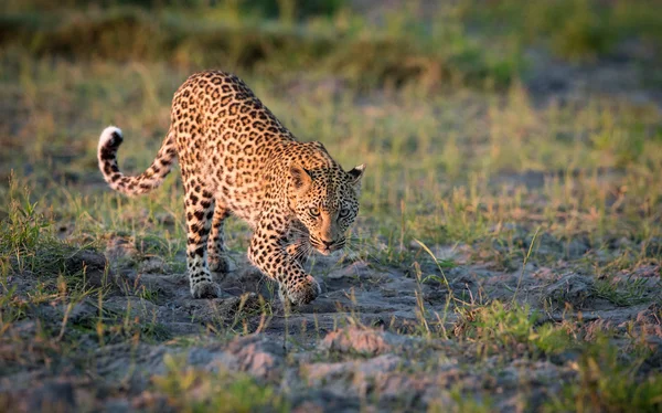 Leopardo africano stalking Etosha Namibia — Foto Stock