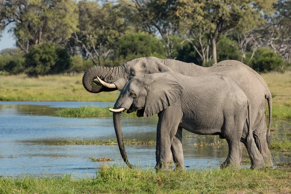 Dos elefantes africanos bebiendo Etosha Namibia —  Fotos de Stock