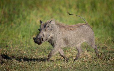 Khwai Botswana çalışan yetişkin yaban domuzu