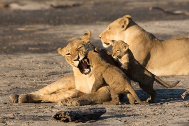 Dişi yavrularını Savuti Botswana oynarken