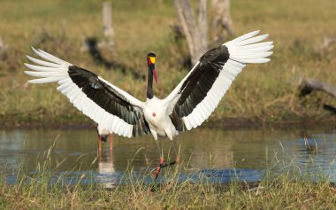 Kadın eyer Khwai Botswana görüntüleme leylek fatura