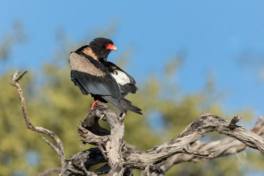 Erkek Bateleur kartal Khwai Botsvana